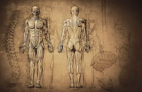 Diploma in Anatomy & Physiology