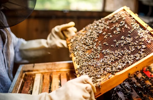 Certificate in Beekeeping