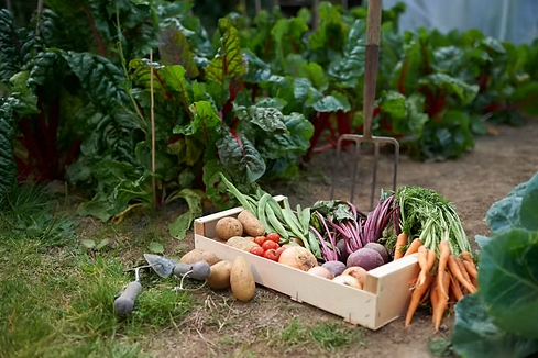 Associate of Science in Plant-Based Healing
