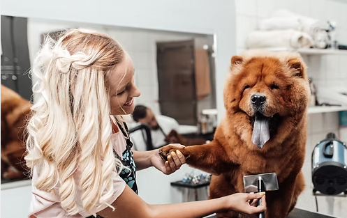 Diploma in Pet Grooming