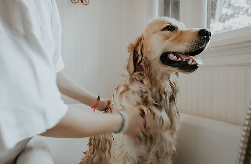 Diploma in Dog Health