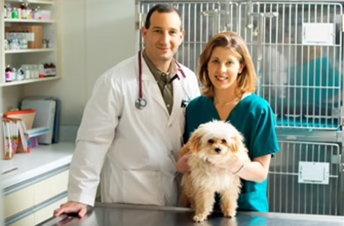 Diploma in Animal Training & Pet Care