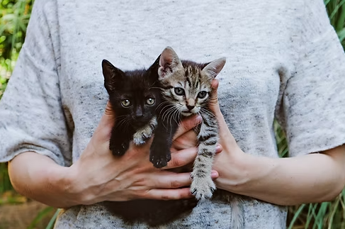 Diploma in Cat Care