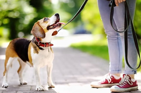 Diploma in Dog Training
