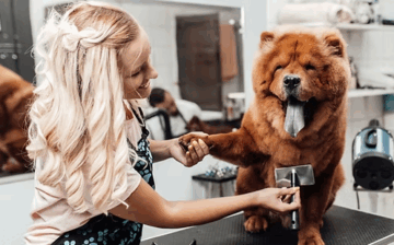 Diploma in Pet Grooming