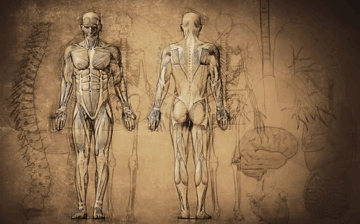 Diploma in Anatomy & Physiology