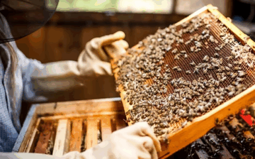 Certificate in Beekeeping