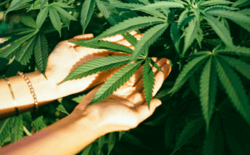 Advanced Diploma in Cannabis Therapy